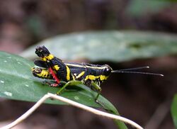 Traulia azureipennis azureipennis (Serville, 1838) Yellow-striped Black Grasshopper (6021577104).jpg