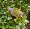 Treron calvus glaucus, in vyeboom, f, Pretoria.jpg