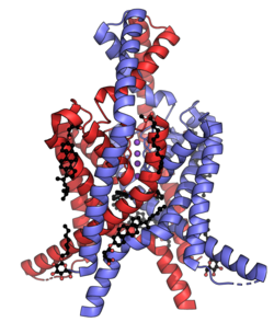 Two-pore domain potassium channel K2P3 PDB-6rv3.png
