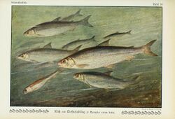 Unsere Süßwasserfische (Tafel 24) (6102600905).jpg