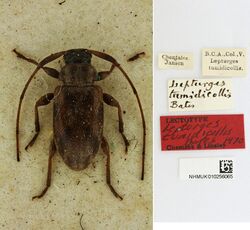 Urgleptes tumidicollis (Bates, 1881), lectotype (29548485082).jpg