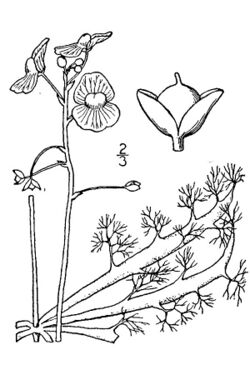 Utricularia inflata illustration.jpg