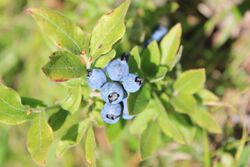 Vaccinium myrtilloides berries.jpg