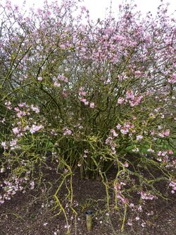 Viburnum x bodnantense 'Dawn' (Caprifoliaceae) (tree).jpg