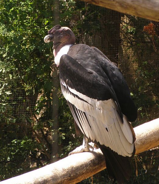 File:Vultur gryphus -Taronga Zoo, Australia-8a.jpg