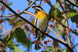 Western spindalis (Spindalis zena pretrei) male.JPG