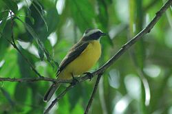 White-ringed Flycatcher 2014-11-16.jpg