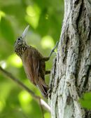 Xiphorhynchus guttatoides - Lafresnaye's Woodcreeper; Xapuri, Acre, Brazil.jpg