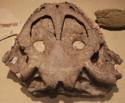 Yuanansuchus-Paleozoological Museum of China.jpg