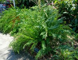 Zamia vazquezii - Marie Selby Botanical Gardens - Sarasota, Florida - DSC01780.jpg