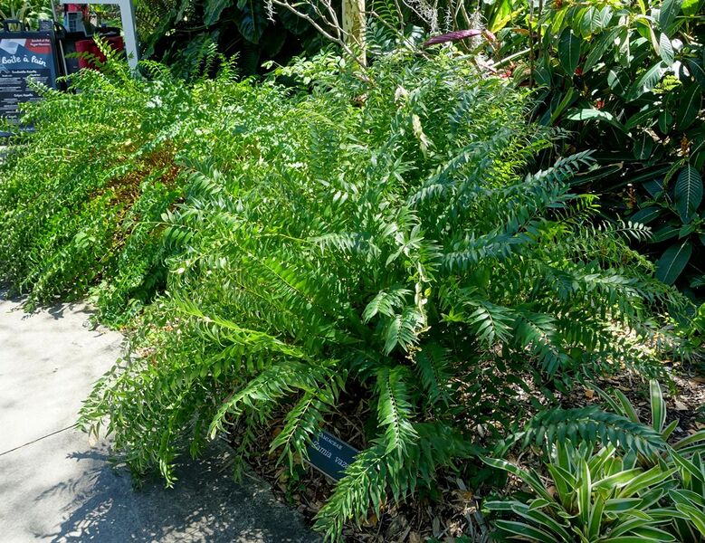 File:Zamia vazquezii - Marie Selby Botanical Gardens - Sarasota, Florida - DSC01780.jpg