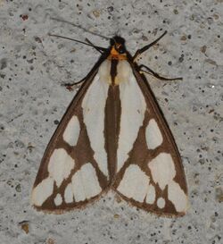 - 8109 – Haploa reversa – Reversed Haploa Moth (17765850424).jpg