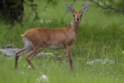 2012-Steenbok-female.jpg