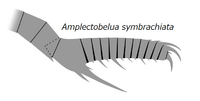 20191221 Radiodonta frontal appendage Amplectobelua symbrachiata.png