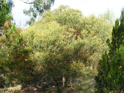 Acacia anceps 01.jpg