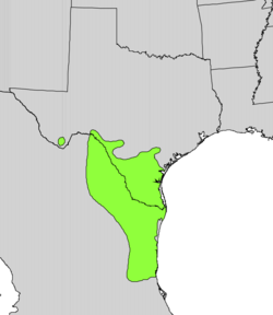 Acacia rigidula range map.png