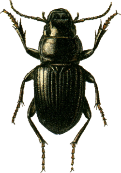 Acinopus ammophilus Jacobson.png