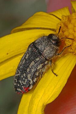 Acmaeodera miliaris - Guadelupe Mountains National Park, Texas.jpg