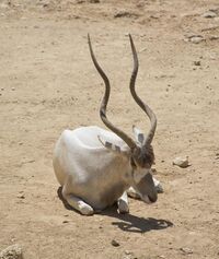A male with long horns