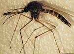 Adult male Aedes taeniorhynchus