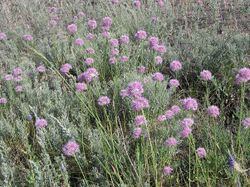 Allium globosum (habitat).jpg