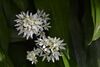 Allium ursinum (Wild Garlic).jpg