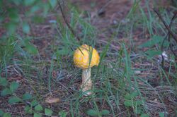 Amanita muscaria DWC 7656.jpg