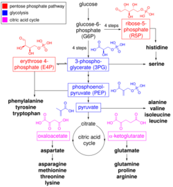 Amino acid biosynthesis.svg