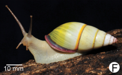 Amphidromus fuscolabris 2.png