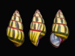 Amphidromus mariae.png