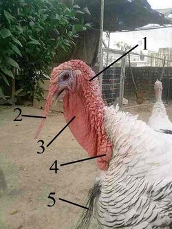 Anatomy of turkey head.jpg