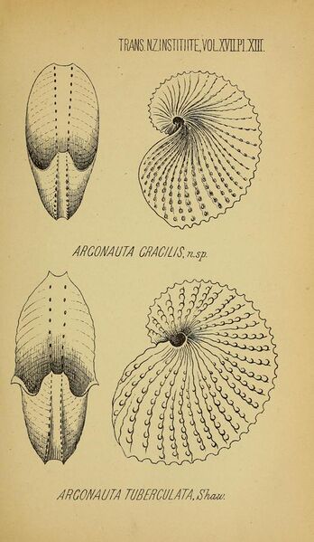 File:Argonauta gracilis and Argonauta tuberculata.jpg