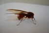 Atta Laevigata queen ant.jpg