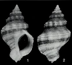 Attiliosa edingeri - Apex (1998) (19557519008).jpg