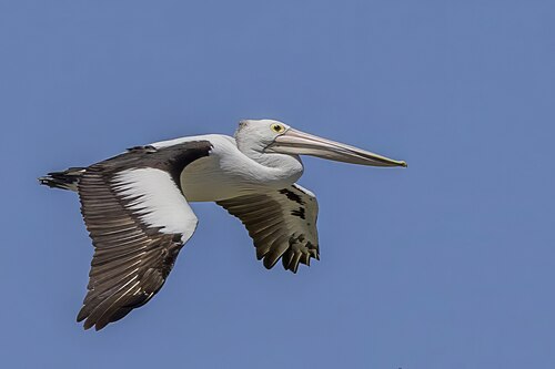 Australian pelican (Pelecanus conspicillatus) in flight Blanchetown.jpg