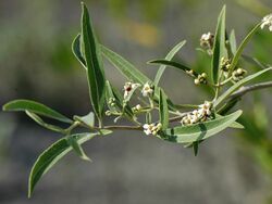 Avicennia germinans-flowers.jpg