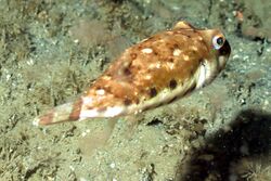 Bandtail puffer (Sphoeroides spengleri).jpg