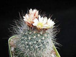 Barbed cactus in flowerpot with flowers.jpg