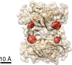 Biotin binding sites in streptavidin determined using COLD.png