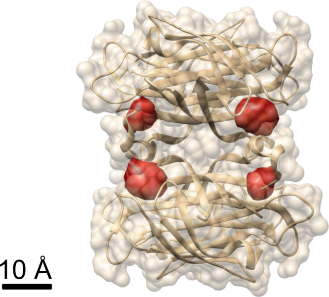 File:Biotin binding sites in streptavidin determined using COLD.png