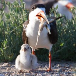 Black Skimmer and Chick by Dan Pancamo.jpg