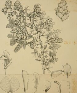 Bulletin de la Société royale de botanique de Belgique (1866) (20246737078).jpg