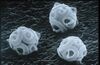 CSIRO ScienceImage 7202 SEM Coccolithophorid.jpg