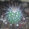 Cactus photo-Mammillaria Nejapensis.jpg