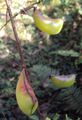 Caesalpinia mimosoides 04.JPG