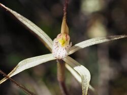 Caladenia paradoxa labellum.jpg