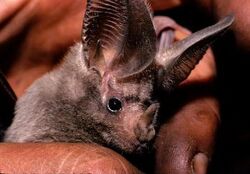 California leaf-nosed bat.jpg