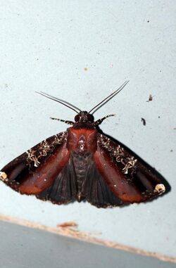 Callyna semivitta (Noctuidae).jpg