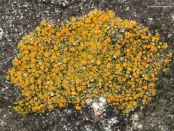 Areolate lichen.