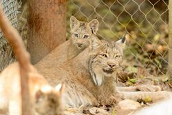 Canada Lynx Mom and Kitten (15250932421).jpg